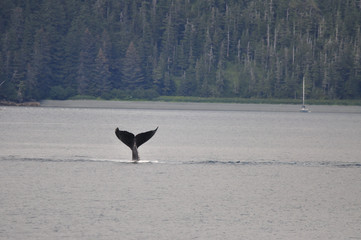Humpback whale in Alaska diving