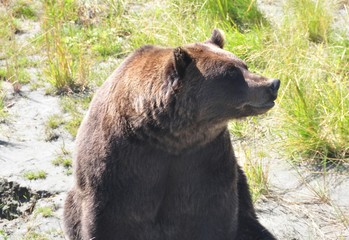 Big brown bear in Alaskan wildlife refuge