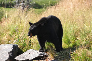 Black bear in Alaskan wildlife refuge