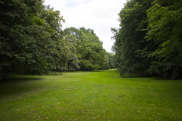 Big trees, green grass, empty landscape