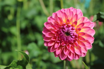 pink dahlia flower pink suffusion