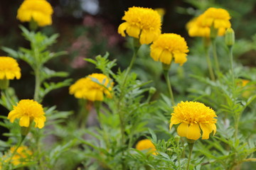 Yellow marigolds  in the garden.
