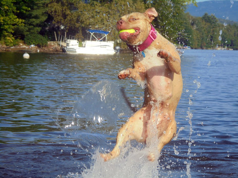 Fawn colored American Staffordshire Terrier dog, leaping vertically out of the lake water, to catch a tennis ball. Taken in western Maine, September 2017.