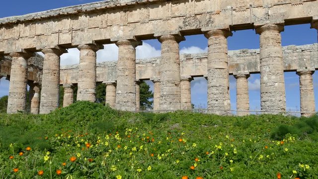 Flowers in front of the Doric temple of Segesta