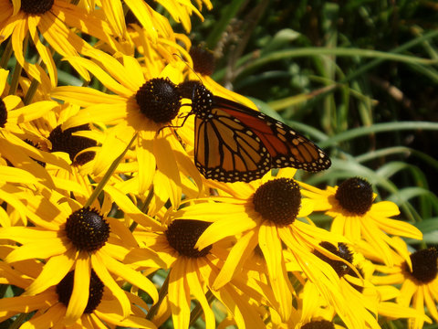 Monarch butterfly on yellow Black Eyed Susans. Taken in Maine, September 2017.