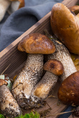 Boletus edulis, cepe, porcini mushrooms unwashed on gray concrete background