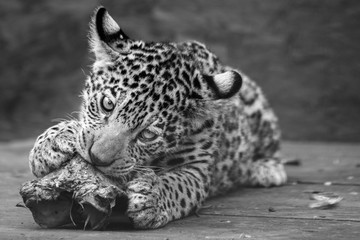 Baby Jaguar Feeding