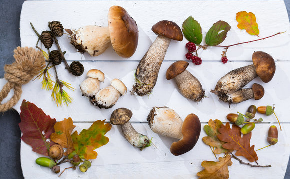 Boletus edulis, cepe, porcini mushrooms unwashed on white wooden background top view