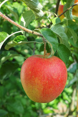One big red ripe apple on the apple tree, fresh harvest of red apples, seasonal works in orchard, fruit garden