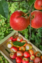 Fresh harvest of red apples, seasonal works in orchard, fruit garden