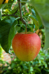 One big red ripe apple on the apple tree, fresh harvest of red apples, seasonal works in orchard, fruit garden