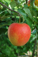 One big red ripe apple on the apple tree, fresh harvest of red apples, seasonal works in orchard, fruit garden
