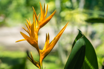 Bird of Paradise