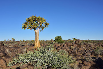 Quiver Tree Forest Namibia