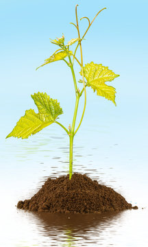 plant de vigne sur motte de terre immerg&eacute;e, fond bleu 