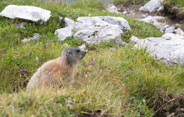 Murmeltier in den Alpen 