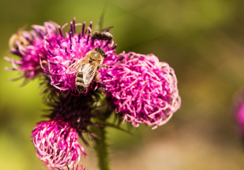 Biene an einer Distel 