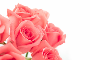Close-up image of beautiful pink rose flower bouquet isolate on white background with copy space. Valentine day, love and wedding concept. Selective and soft focus.