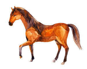 Horse, watercolor painting © Tanya Syrytsyna