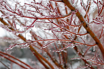 Icy Trees