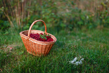 Fototapeta na wymiar Forest berries. Ripe juicy cowberry in wicker basket in the autumn forest on the grass background. Selective focus.