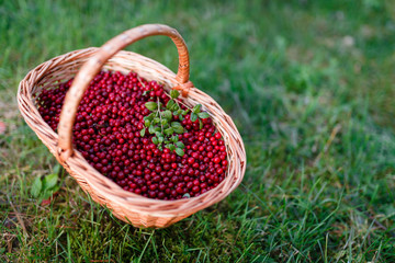Fototapeta na wymiar Forest berries. Ripe juicy cowberry in wicker basket in the autumn forest on the grass background. Selective focus.