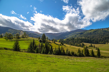 Obraz premium forest fir-tree on a background mountains sky