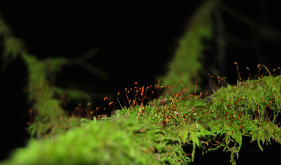 Branch of a tree covered with beautiful thick green moss