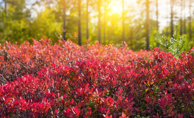 Autumn landscape with red bush of bilberry in beams of the sun © Leonid Ikan