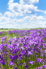 Naklejka premium Summer bright scenery. Field of beautiful flowers bells with blue sky and clouds.