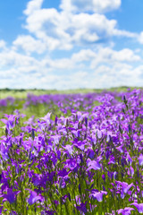 Summer bright scenery. Field of beautiful  flowers bells with  blue sky and clouds.