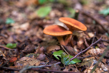 Waldpilze