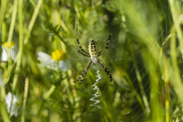 Argiope bruennichi - wasp spider female on a web.