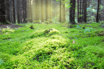 Glade in the forest, covered with dense moist moss, flooded with sunlight