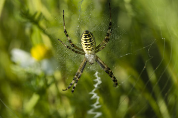 Argiope bruennichi - wasp spider female on a web.