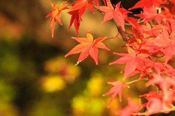 Collection of Beautiful Colorful Autumn Leaves / green, yellow, orange, red