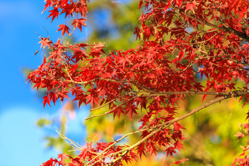 Collection of Beautiful Colorful Autumn Leaves / green, yellow, orange, red