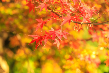 Collection of Beautiful Colorful Autumn Leaves / green, yellow, orange, red
