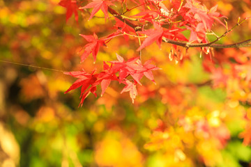 Collection of Beautiful Colorful Autumn Leaves / green, yellow, orange, red