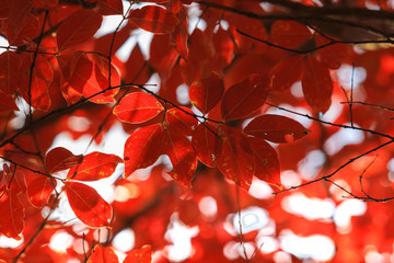 Collection of Beautiful Colorful Autumn Leaves / green, yellow, orange, red