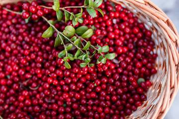 Forest berries closeup with the leaf of a Bush cranberries. Ripe juicy cowberry in wicker basket in the autumn forest on the grass background. Selective focus.