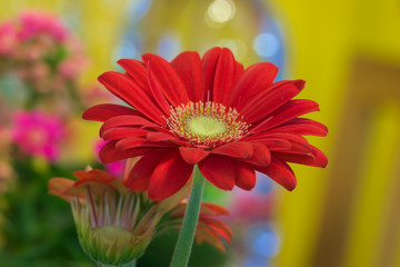 Gerbera Macro