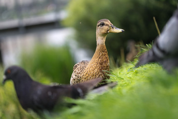 wild duck on a green meadow grazing.
