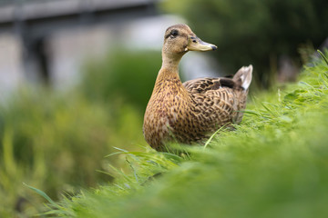 wild duck on a green meadow grazing.