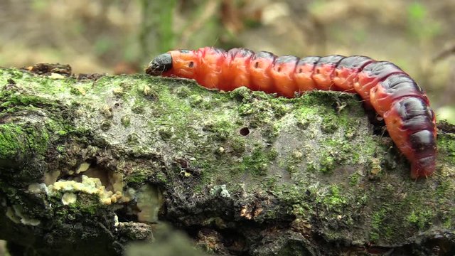 Goat moth Cossus cossus caterpillar, big red worm, eating bast