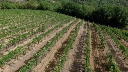 Vendemmia aerea