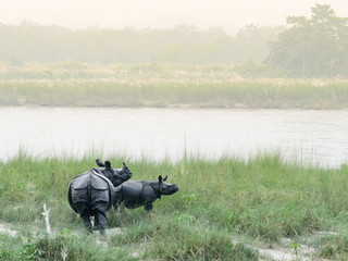 Obraz na płótnie Canvas One-horned rhinos