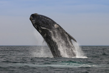 Fototapeta premium Whale Patagonia Argentina