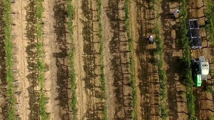 Vendemmia aerea