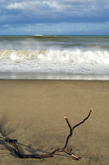 流木　素材